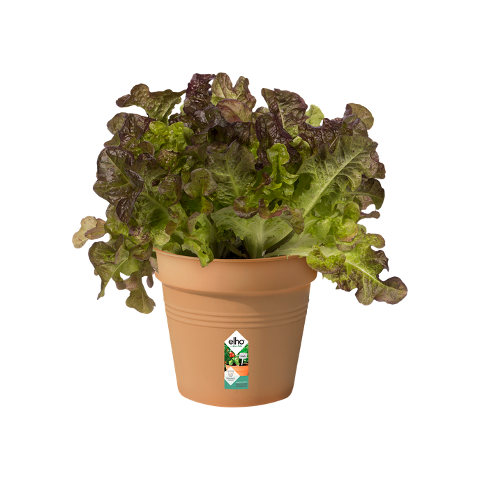 green basics pot de culture 15cm terre cuite doux